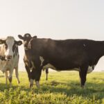 KURBAN ATAS NAMA ORANG TUA YANG MENINGGAL